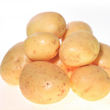 2015 Holland Potato Desde China